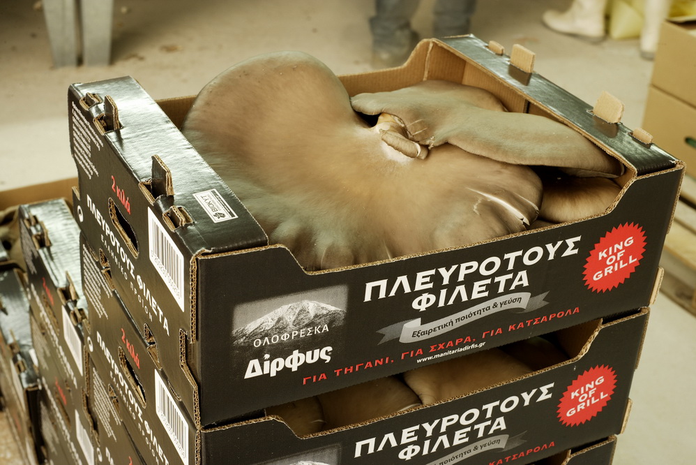 pleurotus fileta resize