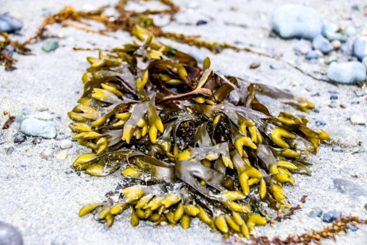 &Tau;&omicron; &phi;ύ&kappa;&iota; [Kelp] &epsilon;ί&nu;&alpha;&iota; &tau;&omicron; &nu;έ&omicron; &kappa;έ&iota;&lambda; [kale]